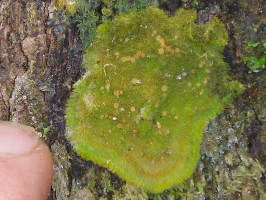 Native Pixie Pixie-hair Lichen from Papatowai 9586, New Zealand on September 19 ...
