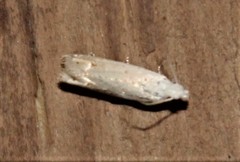 Epiblema separationis