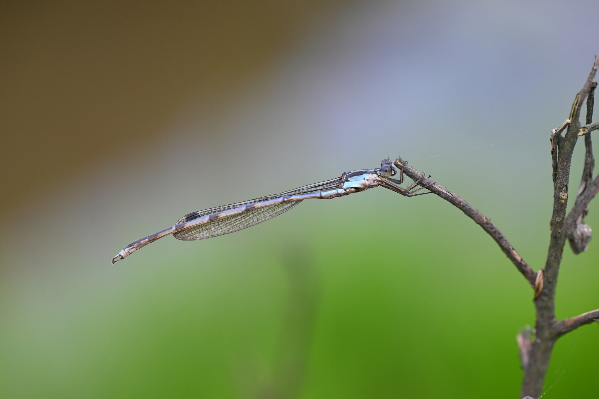 Blue Reedling