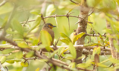 Pycnonotus finlaysoni