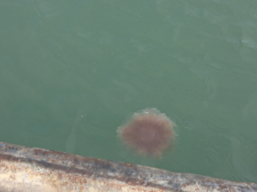 Ghost Jelly