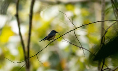 Cyornis glaucicomans