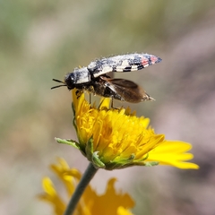 Acmaeodera disjuncta