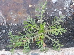 Matricaria discoidea