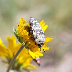Acmaeodera disjuncta
