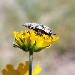 Acmaeodera disjuncta