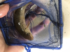 Catostomus macrocheilus