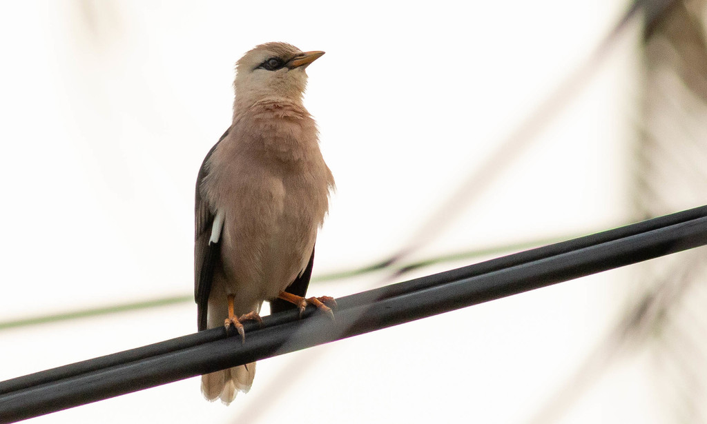 Vinous-Breasted Myna