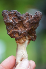 Gyromitra esculenta