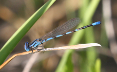 Argia leonorae