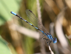 Argia leonorae