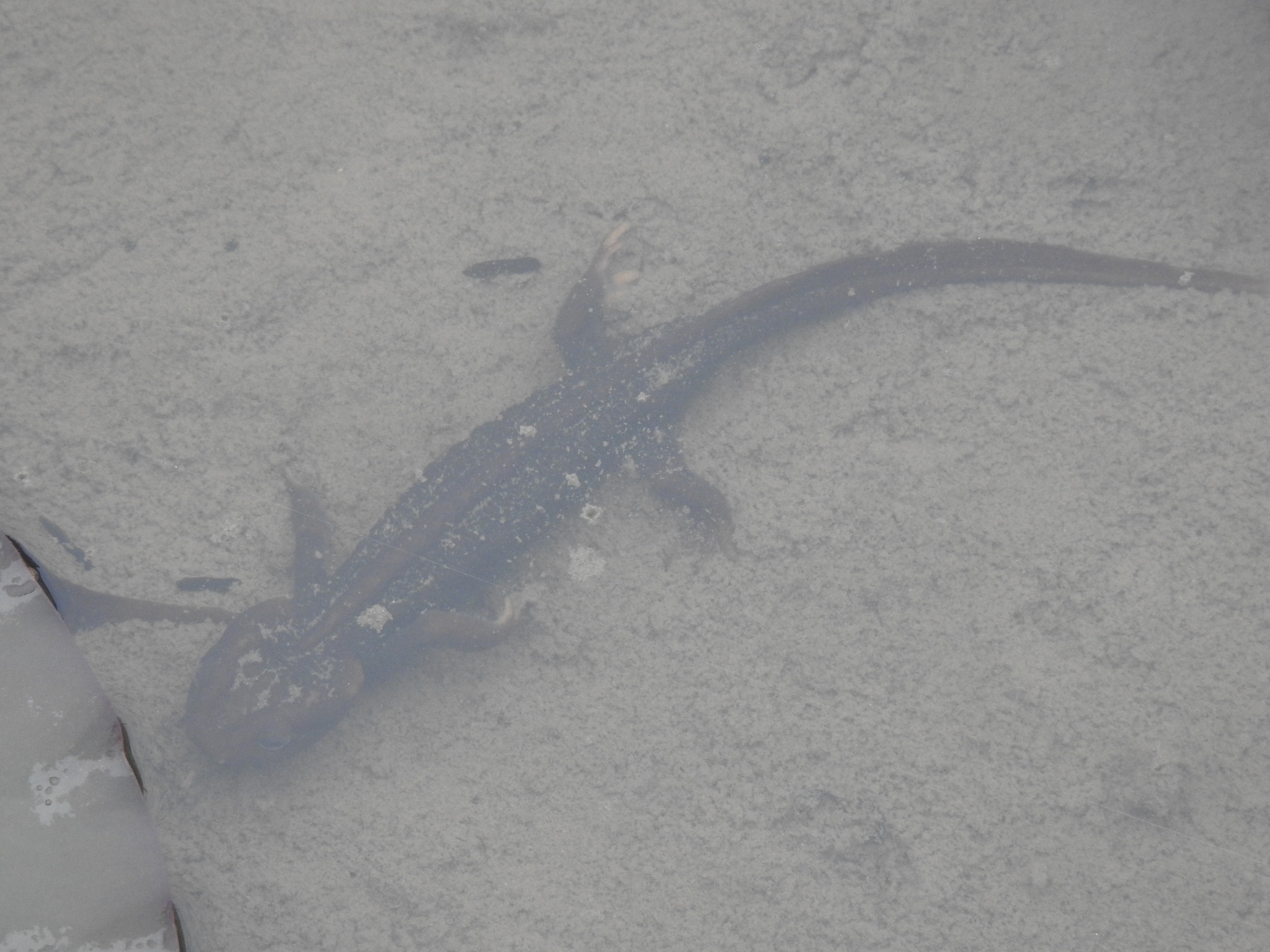 Himalayan Crocodile Newt