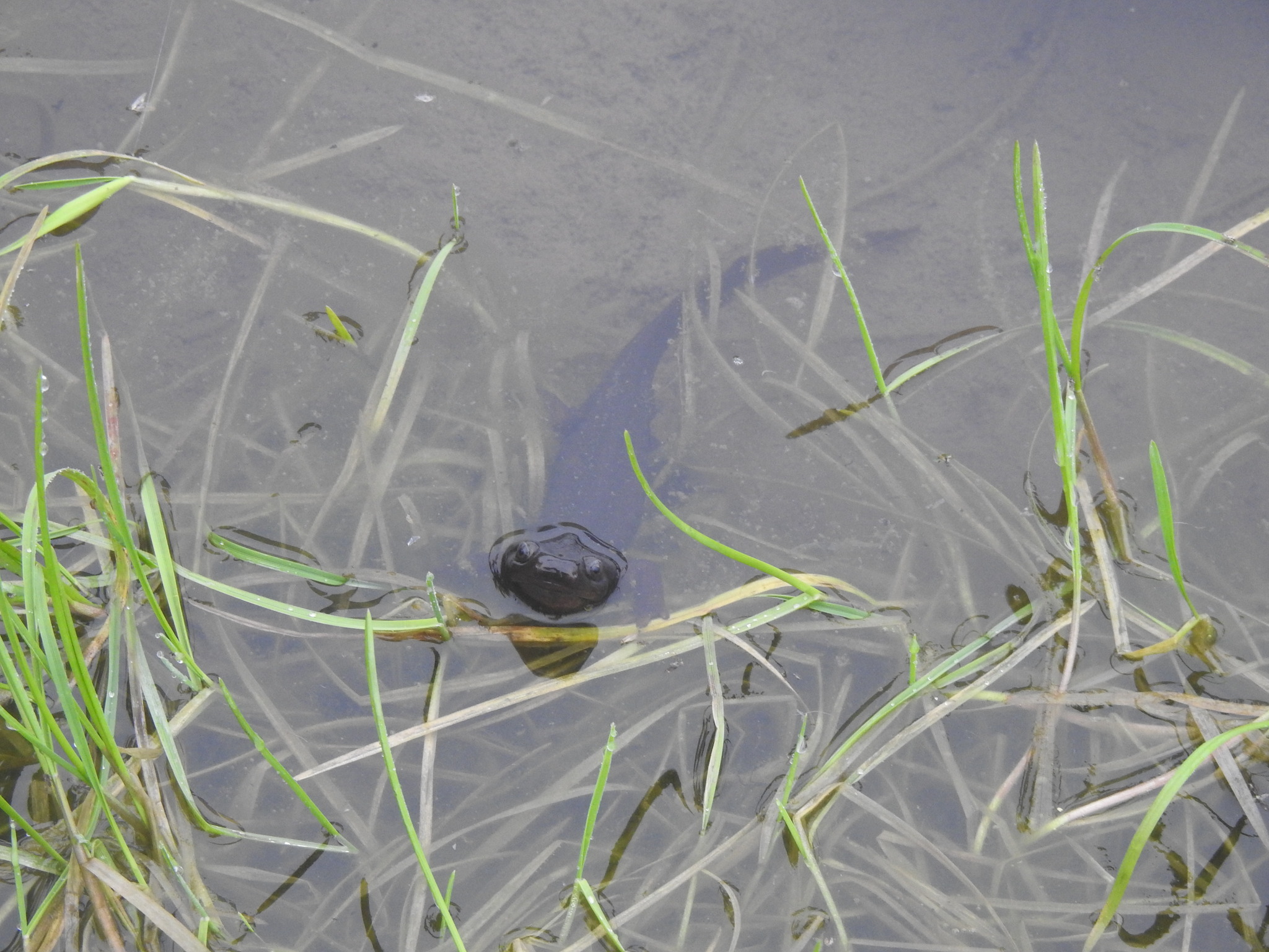 Himalayan Crocodile Newt