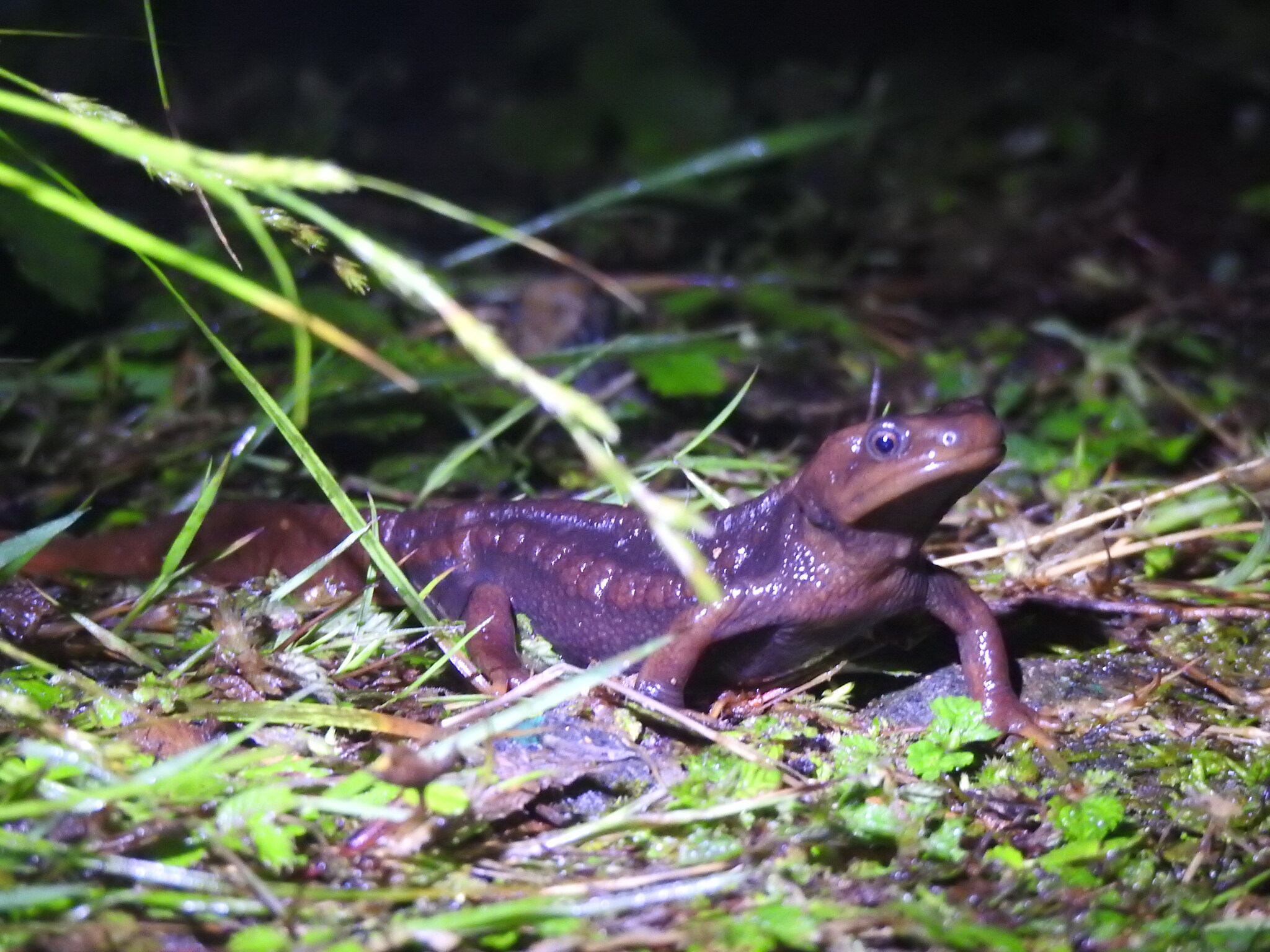 Himalayan Crocodile Newt