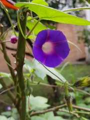 Ipomoea purpurea