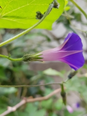 Ipomoea purpurea