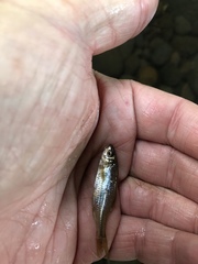 Oregonichthys crameri