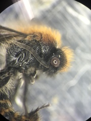 Pseudomethoca propinqua