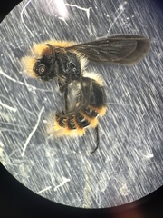 Pseudomethoca propinqua