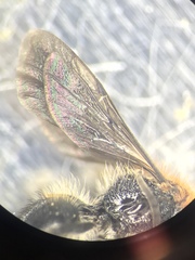 Pseudomethoca propinqua