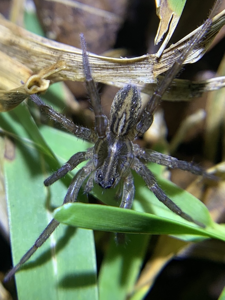 Trochosa urbana
