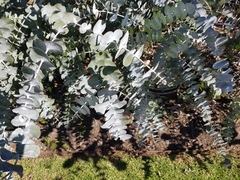Eucalyptus pulverulenta