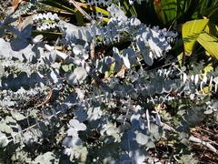 Eucalyptus pulverulenta