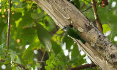 Psilopogon duvaucelii