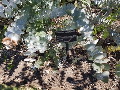 Eucalyptus pulverulenta