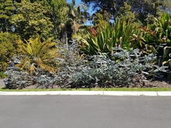 Eucalyptus pulverulenta