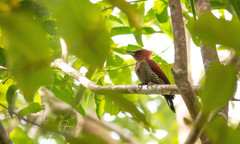 Chrysophlegma miniaceum