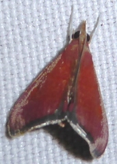 Hemiscopis sanguinea