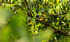 Eurylaimus ochromalus