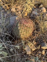 Echinomastus erectocentrus erectocentrus