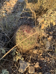 Echinomastus erectocentrus erectocentrus