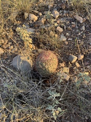 Echinomastus erectocentrus erectocentrus