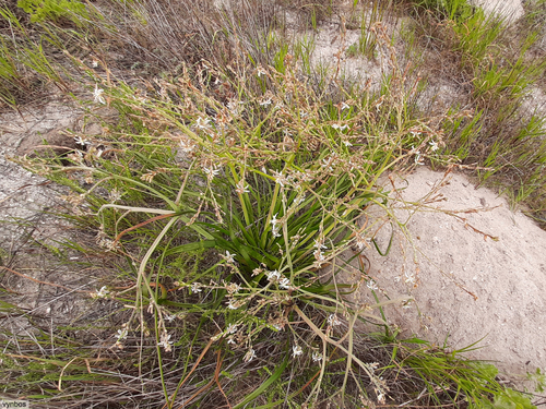 Trachyandra divaricata