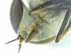 Tabanus petiolatus