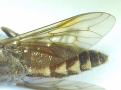 Tabanus petiolatus