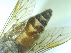 Tabanus petiolatus