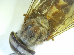 Tabanus petiolatus
