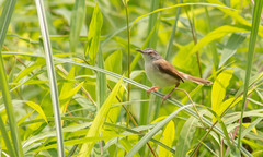 Prinia rufescens