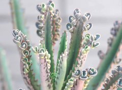 Kalanchoe × houghtonii