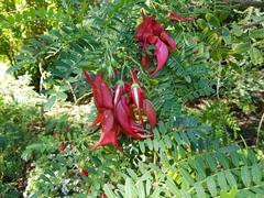 Clianthus maximus