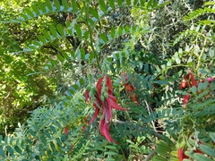 Clianthus maximus