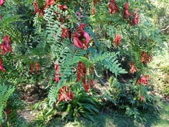 Clianthus maximus