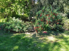 Clianthus maximus