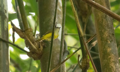 Abroscopus superciliaris