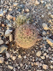Echinomastus erectocentrus erectocentrus