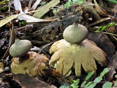 Geastrum pectinatum